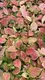 Custom aglaonema pink  Manufacturer | Youngplants 3