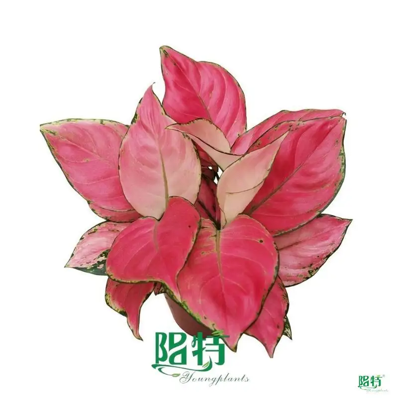 Custom aglaonema pink  Manufacturer | Youngplants 1