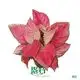 Custom aglaonema pink  Manufacturer | Youngplants 1