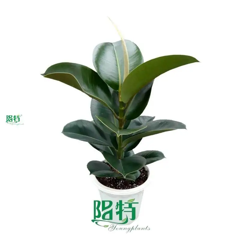 Custom ficus indoor plant care  Manufacturer | Youngplants 1