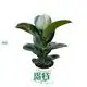 Custom ficus indoor plant care  Manufacturer | Youngplants 1