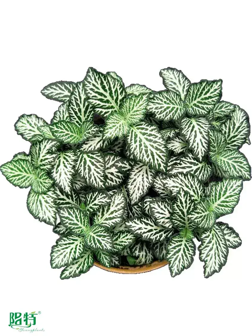 Custom fittonia  Manufacturer | Youngplants 1