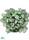 Custom fittonia  Manufacturer | Youngplants 1