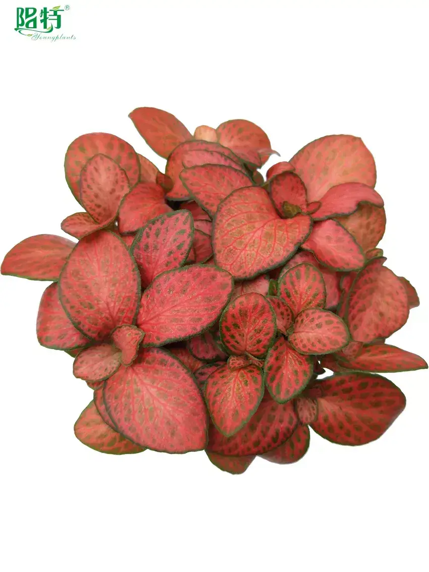 Custom fittonia pink special  Manufacturer | Youngplants 1