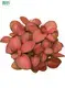 Custom fittonia pink special  Manufacturer | Youngplants 1