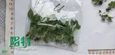 Youngplants |  satin pothos care  1