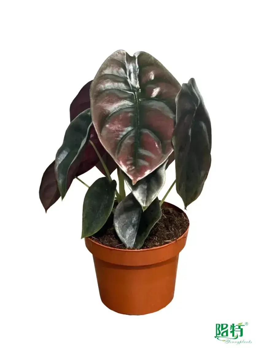 Custom in vitro plants  Manufacturer | Youngplants 1