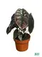 Custom in vitro plants  Manufacturer | Youngplants 1