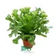  tree fern  | Youngplants 1