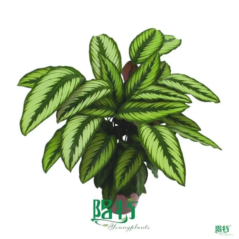 Custom calathea maranta  Manufacturer | Youngplants 1