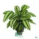Custom calathea maranta  Manufacturer | Youngplants 1