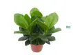 Custom clusia princess  Manufacturer | Youngplants1 1