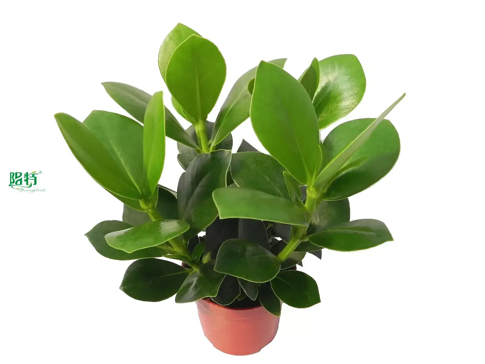 Custom clusia in water  Manufacturer | Youngplants 1