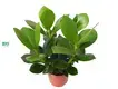 Custom clusia in water  Manufacturer | Youngplants 1