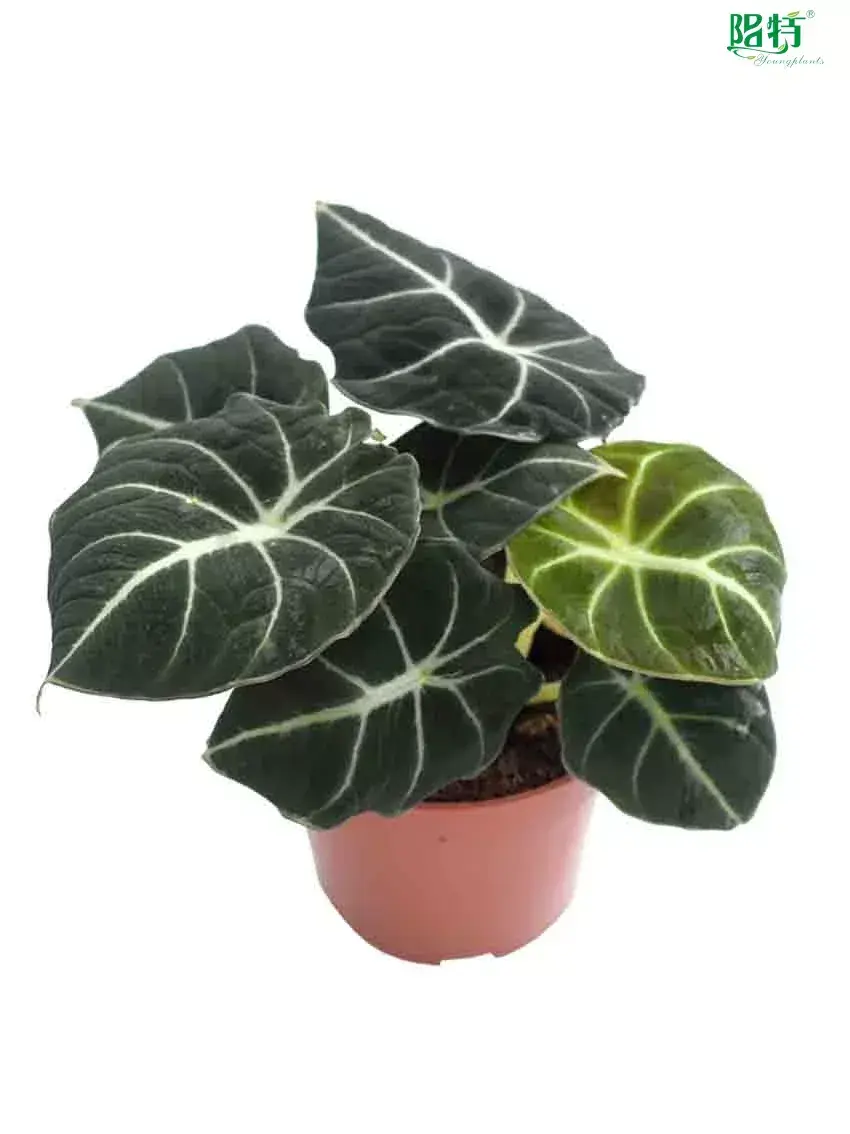 alocasia rhizome at Wholesale Prices | Youngplants 1