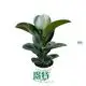 Custom bonsai ficus  Manufacturer | Youngplants 1