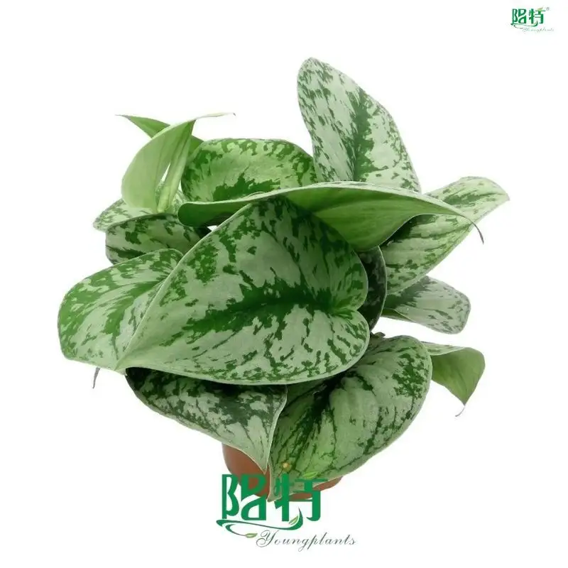 scindapsus silver at Wholesale Prices | Youngplants 1