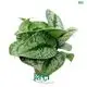 scindapsus silver at Wholesale Prices | Youngplants 1