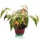 Youngplants |  begonia beleaf  1