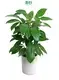  arboricola plant  | Youngplants 1