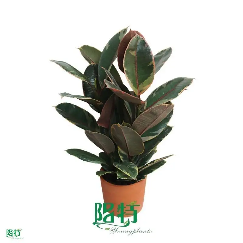 Youngplants |  ficus benjamina bonsai 1 1
