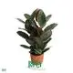 Youngplants |  ficus benjamina bonsai 1 1