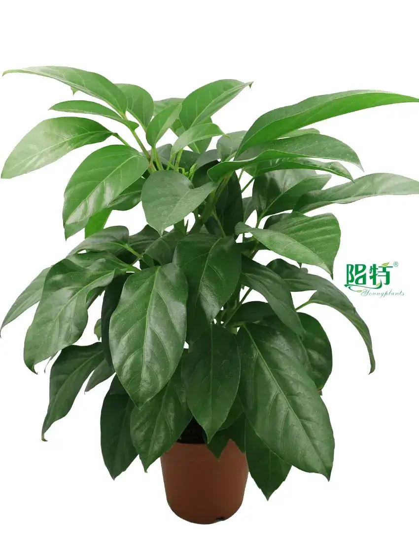 Custom schefflera luseana  Manufacturer | Youngplants 1