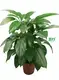 Custom schefflera luseana  Manufacturer | Youngplants 1