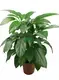  raindrop peperomia flower  | Youngplants 1