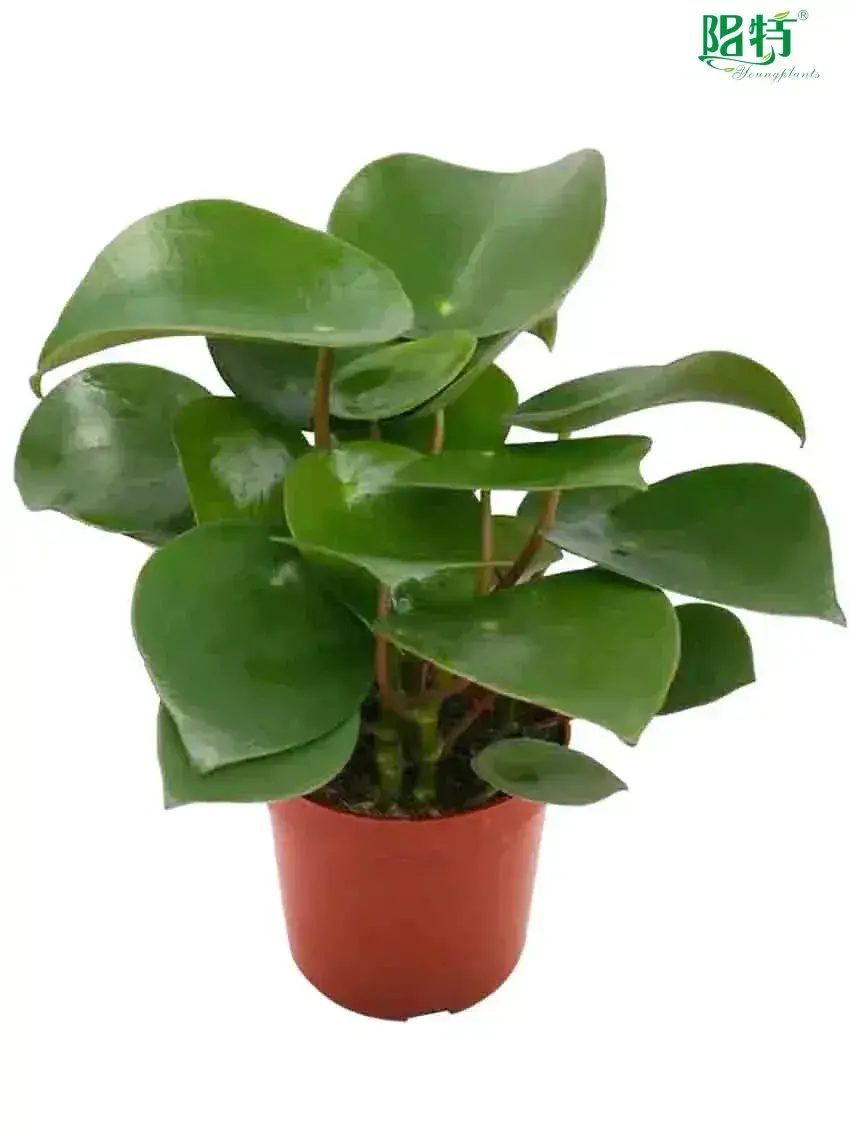 Youngplants |  peperomia polybotrya flower  1