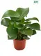 Youngplants |  peperomia polybotrya flower  1