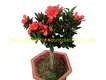  woody plants  | Youngplants 1