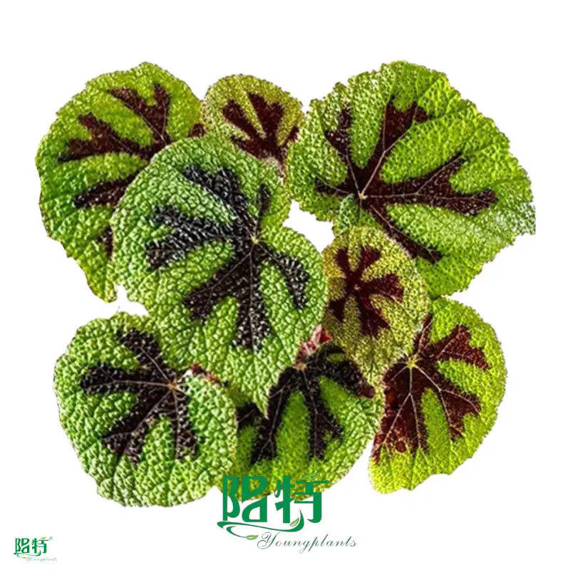  begonia rex red  | Youngplants 1