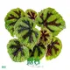  begonia rex red  | Youngplants 1