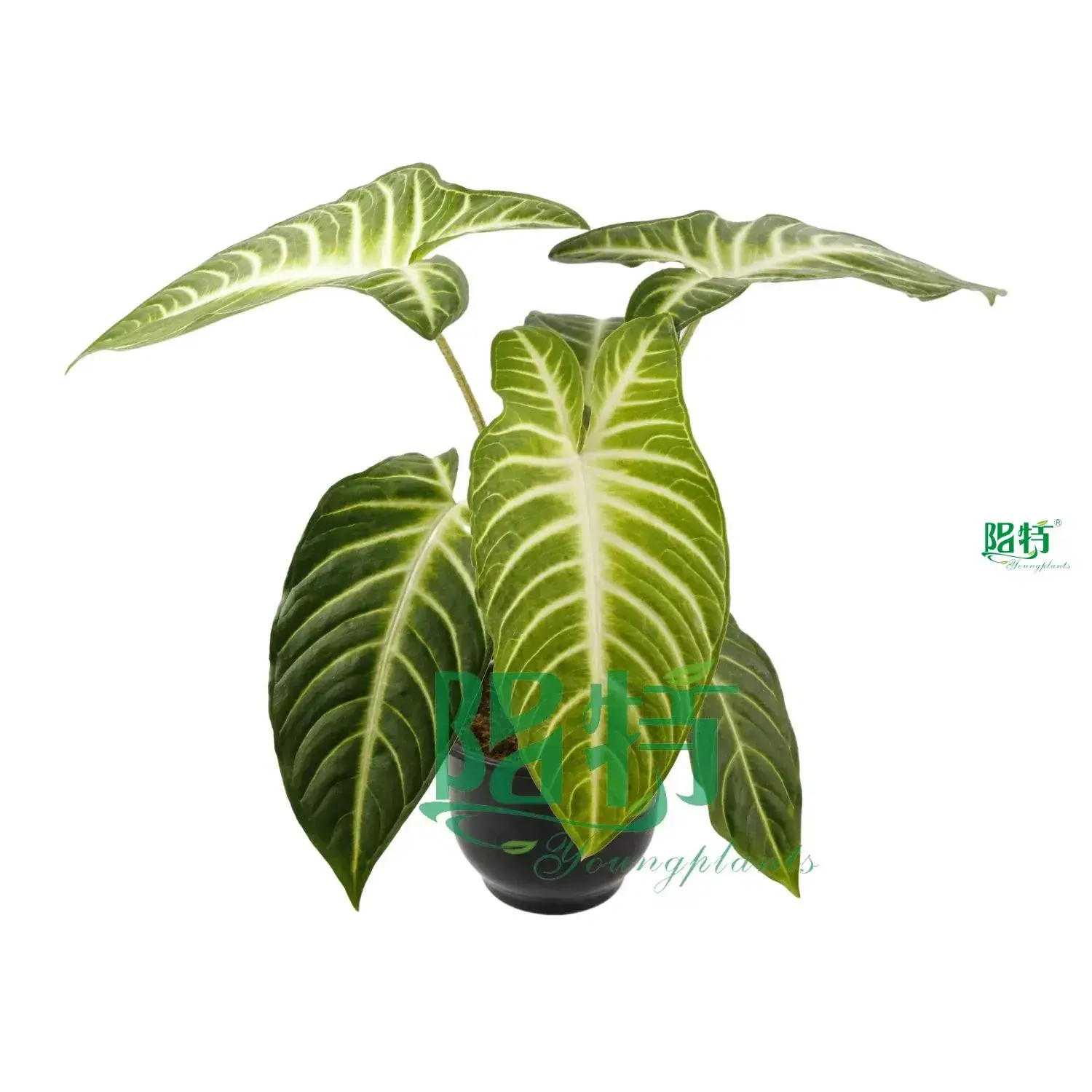  xanthosoma plant  | Youngplants 1
