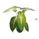  xanthosoma plant  | Youngplants 1