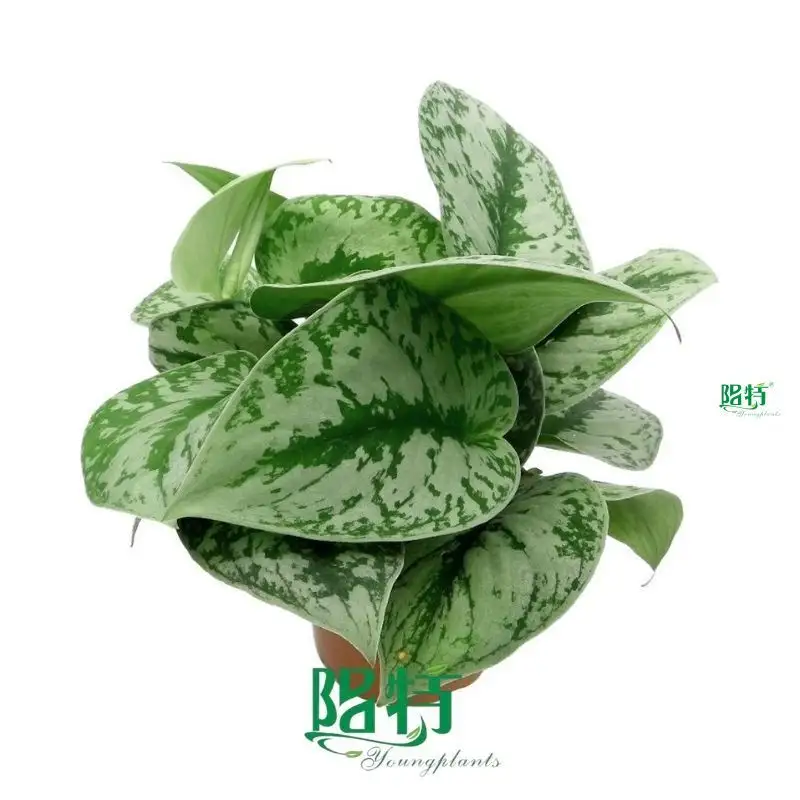 Custom scindapsus pictus  Manufacturer | Youngplants 1
