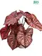 Youngplants |  caladium propagation  1