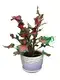 caladium live plant online at Wholesale Prices | Youngplants1 1