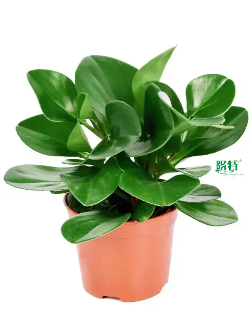 peperomia scandens variegata at Wholesale Prices | Youngplants 1