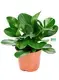 peperomia scandens variegata at Wholesale Prices | Youngplants 1