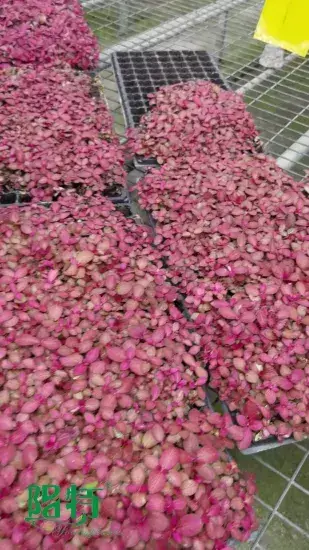  fittonia flower  | Youngplants 1