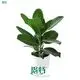 bonsai ficus retusa at Wholesale Prices | Youngplants1 1