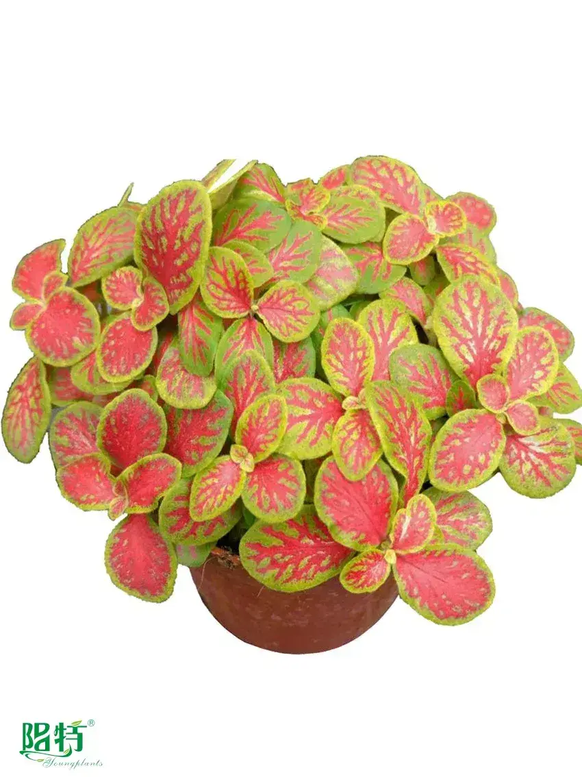  nerve plant varieties  | Youngplants 1