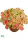  nerve plant varieties  | Youngplants 1