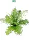 Custom tree fern  Manufacturer | Youngplants 1
