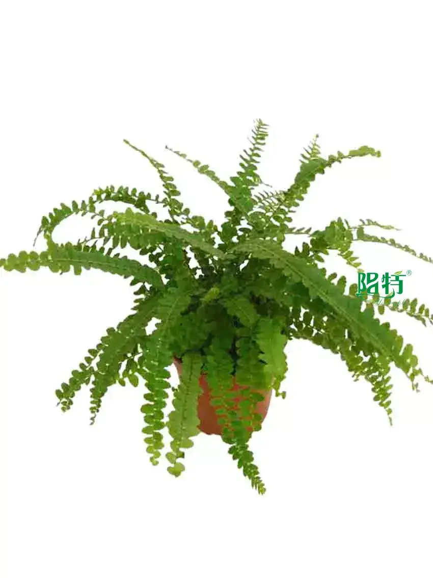  plant tissue culture containers  | Youngplants 1