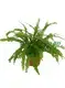  plant tissue culture containers  | Youngplants 1