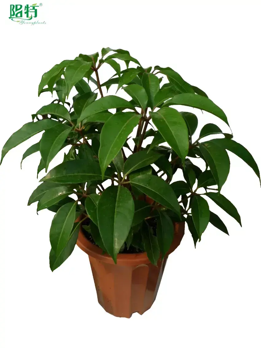 arboricola plant at Wholesale Prices | Youngplants 1