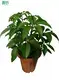 arboricola plant at Wholesale Prices | Youngplants 1